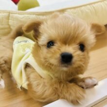 目がハートだらけだよ？ミックス犬ちゃん(チワワ×トイプードル)