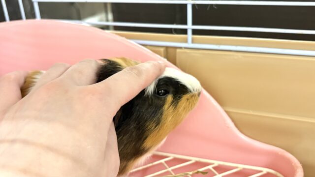 クレステッドモルモット