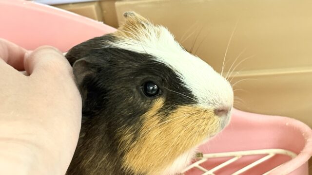 【最新画像】プイプイ鳴きが止まらない♡クレステッドモルモット（男の子）