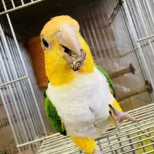 動画更新🆙ﾊｯﾋﾟﾊｯﾋﾟﾊｯﾋﾟｰ♩❤︎ 癒しの存在❢❢✨シロハラインコさん､女のコ🌟♀