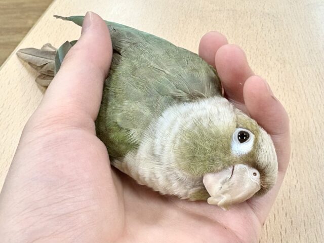 【最新画像更新🪄】かまってアピールが止まらない♡♡ウロコインコ(ブルーシナモン)