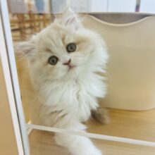 可愛すぎて溶けて液体化！？フォールデックスちゃん！