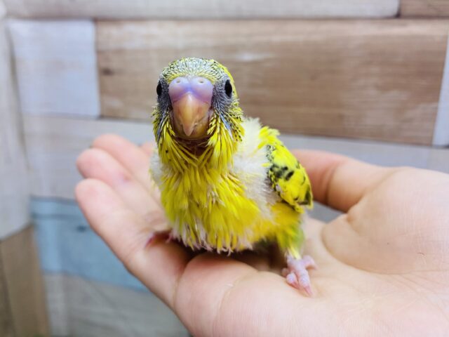 ☁️ワタワタおぱんつでお出かけ〜♪まん丸おめめのセキセイインコの黄ハルクイン💛