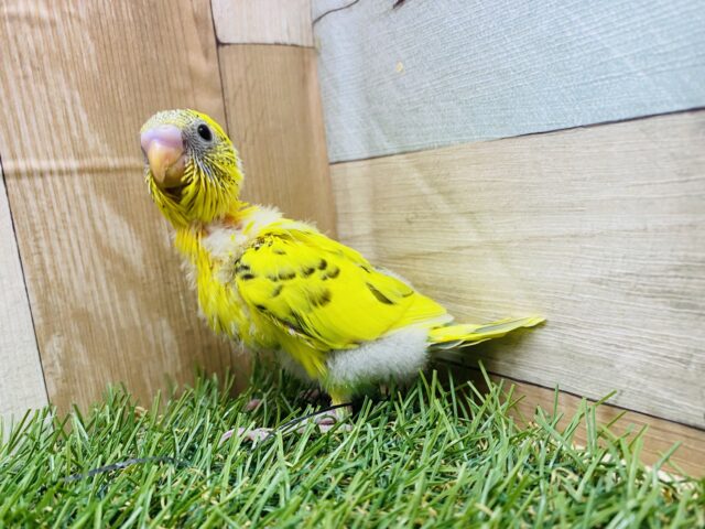 セキセイインコ