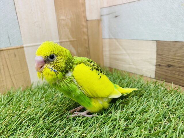 セキセイインコ