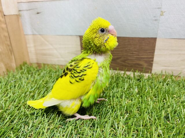 セキセイインコ