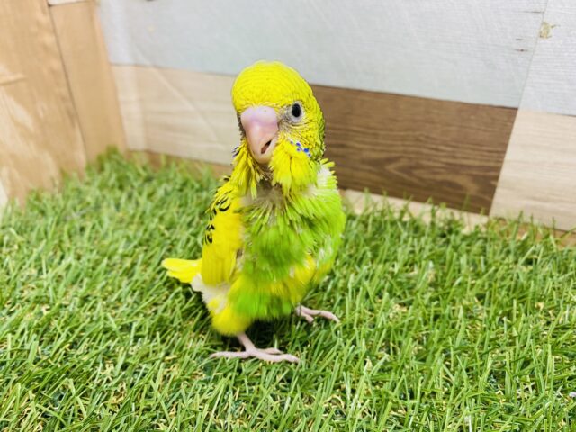 セキセイインコ