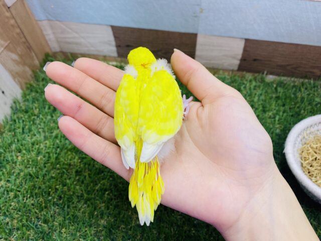 セキセイインコ