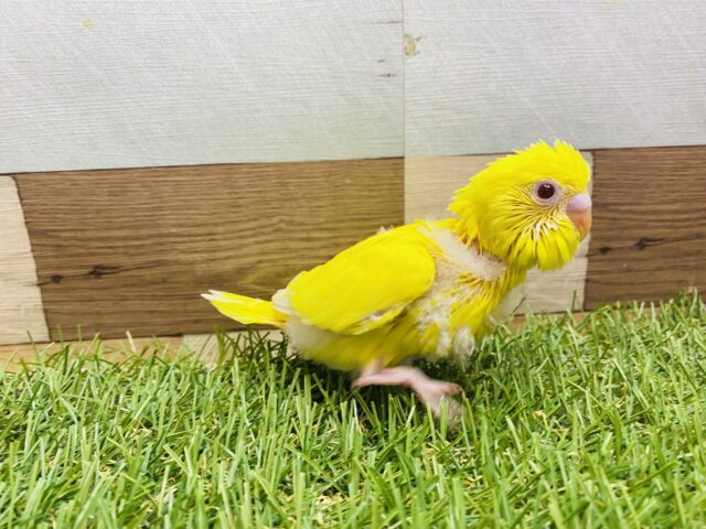 セキセイインコ