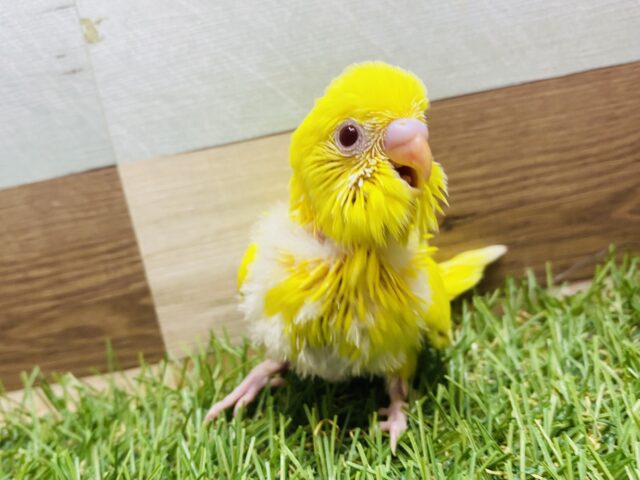 きゅるきゅる赤目が可愛すぎるっ❤️元気いっぱいセキセイインコのルチノー⭐️