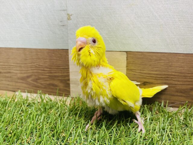 セキセイインコ