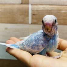 さら〜っとブルーハワイ気分💙ちらっと覗くセキセイインコのスパングル！！