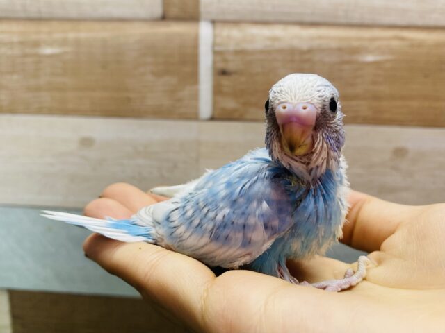 さら〜っとブルーハワイ気分💙ちらっと覗くセキセイインコのスパングル！！