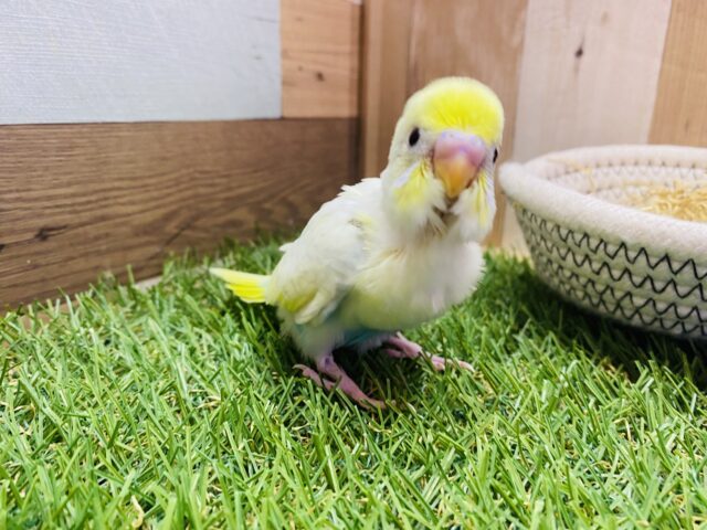 セキセイインコ