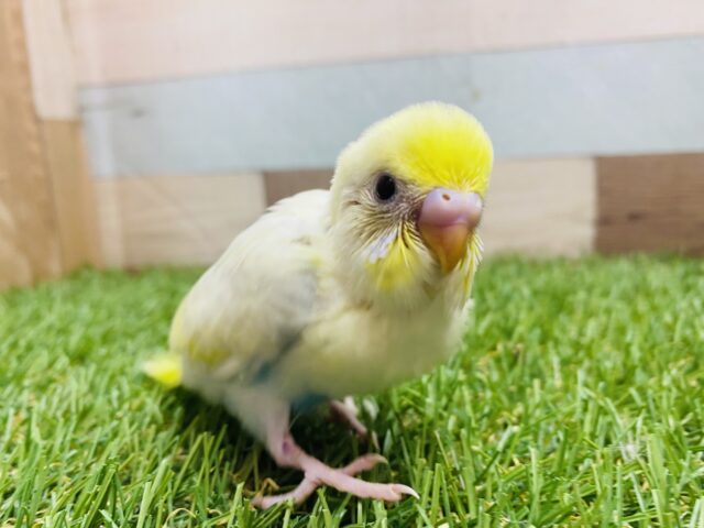 甘々フェイスにやられちゃいます💕セキセイインコのパステルレインボー🌈