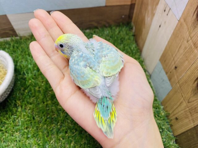 セキセイインコ