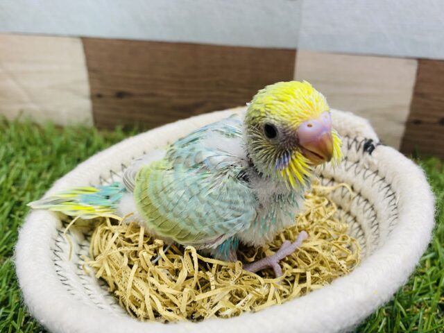 優しく包み込んで下さいな💕キラキラエメラルドグリーンのセキセイインコ（パステルカラーレインボー）🌈