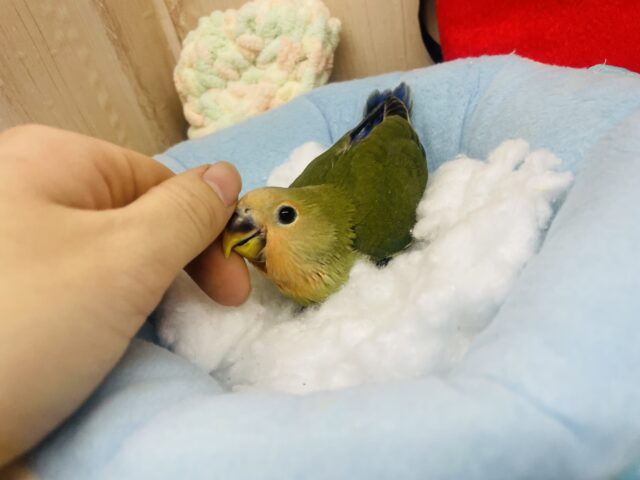 コザクラインコ（小桜インコ）