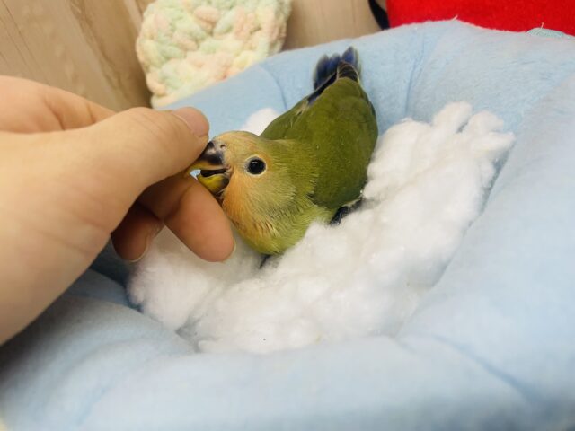 コザクラインコ（小桜インコ）