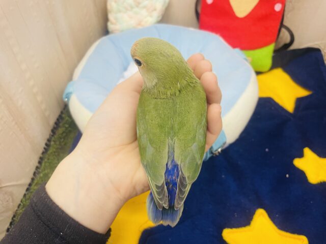 コザクラインコ（小桜インコ）