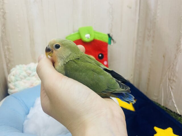 コザクラインコ（小桜インコ）