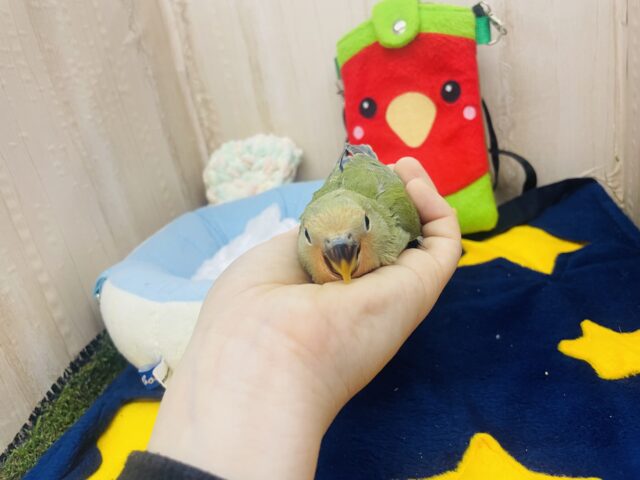 コザクラインコ（小桜インコ）