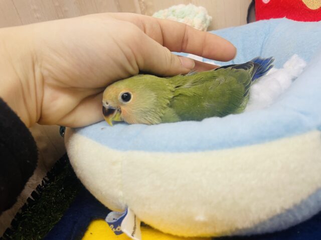 コザクラインコ（小桜インコ）