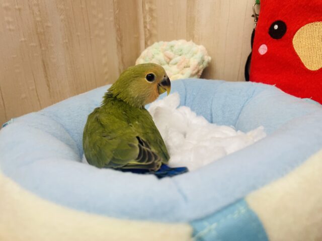 コザクラインコ（小桜インコ）