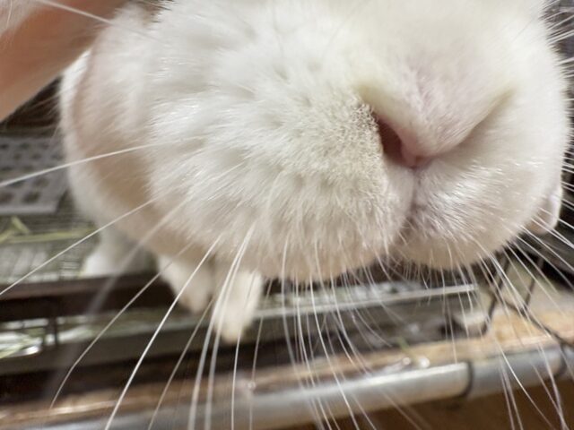 ホーランドロップ