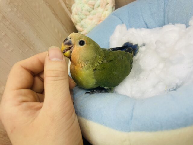 コザクラインコ（小桜インコ）