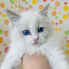 激カワ！美人すぎるラグドール♡