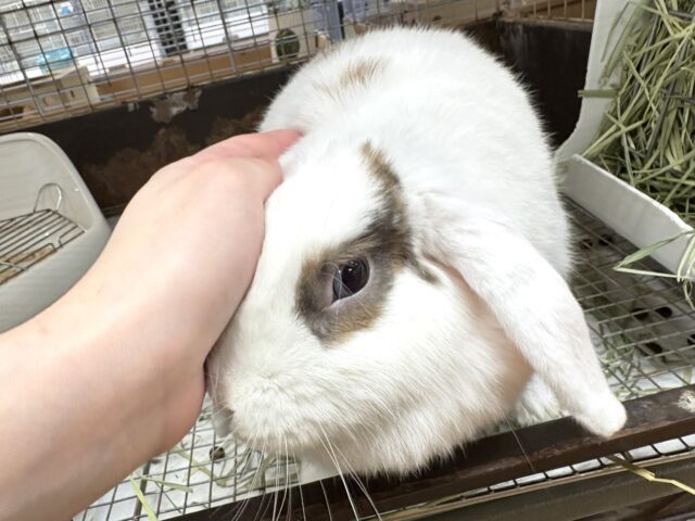 ホーランドロップ