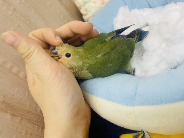 コザクラインコ（小桜インコ）