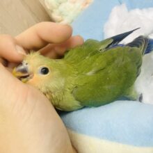なれてるよ～！🥰さし餌２回😙⚡️⭐️→→→💜らぶみー💜コザ💜💚　コザクラインコ　ノーマル