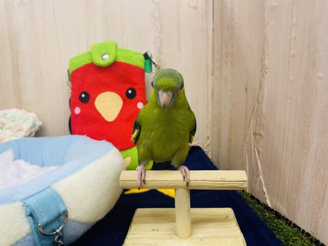 サザナミインコ