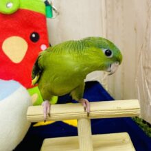 瓜ちゃん🍈🍈🍈💛💚🧡イタズラなスマイル見せちゃってるよ😁✨✨　サザナミインコ　ノーマル