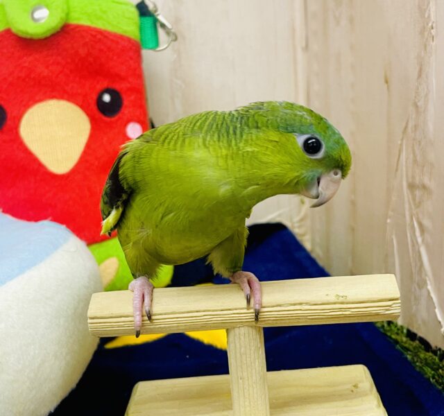 瓜ちゃん🍈🍈🍈💛💚🧡イタズラなスマイル見せちゃってるよ😁✨✨　サザナミインコ　ノーマル