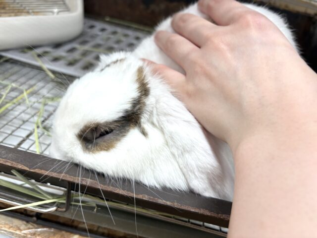 ホーランドロップ