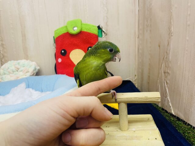 サザナミインコ