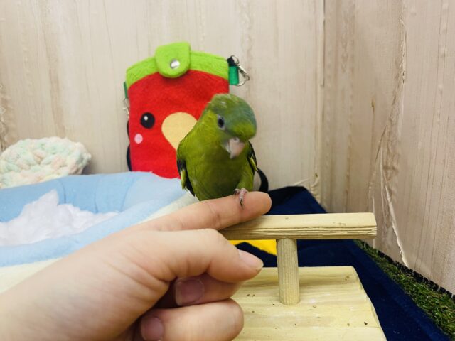 サザナミインコ