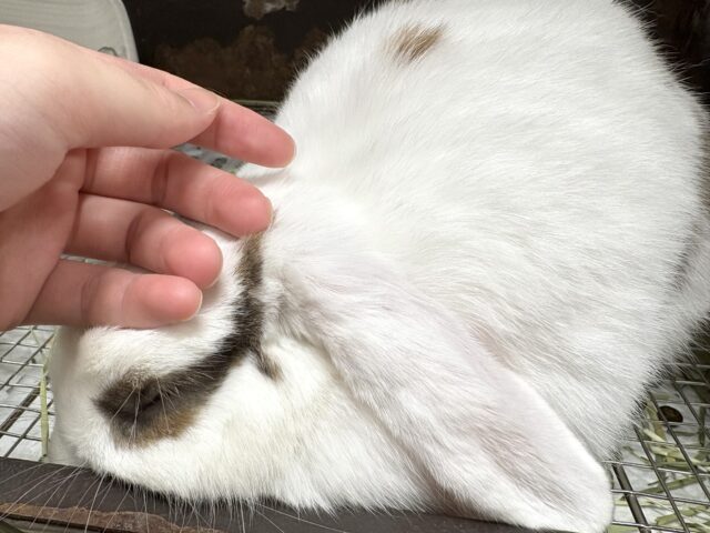 ホーランドロップ