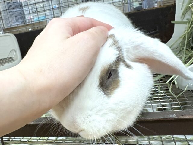 ホーランドロップ