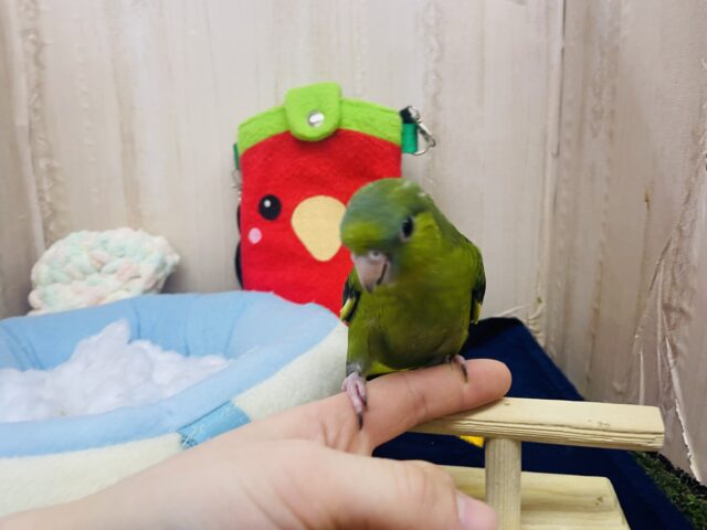 サザナミインコ