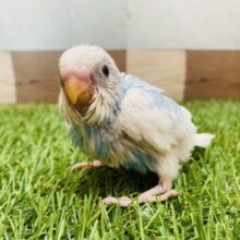 白が多めの可愛すぎる子です〜🩵ちょこんとたたずむセキセイインコパイドカラー🌟