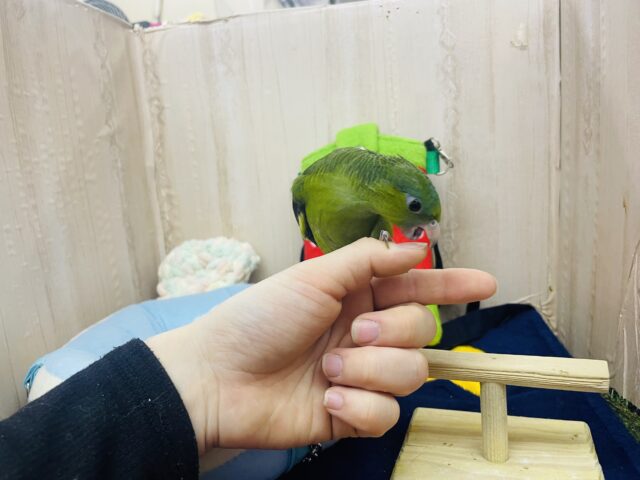 サザナミインコ