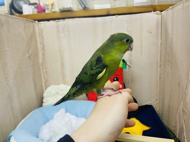 サザナミインコ