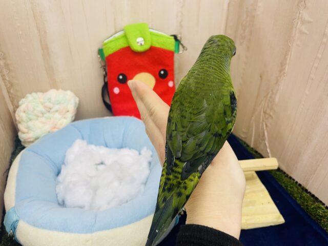 サザナミインコ