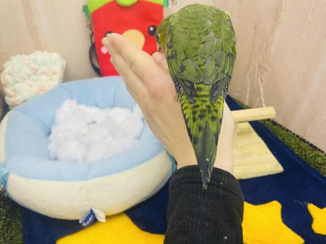 サザナミインコ