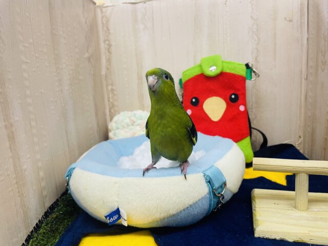 サザナミインコ