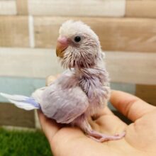 美しい姿でオーラを解き放ってます✨セキセイインコライラック💜